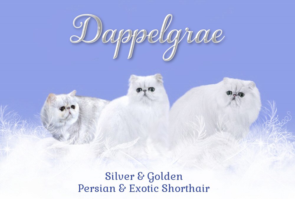 Dappelgrae Persians and Exotic Shorthairs