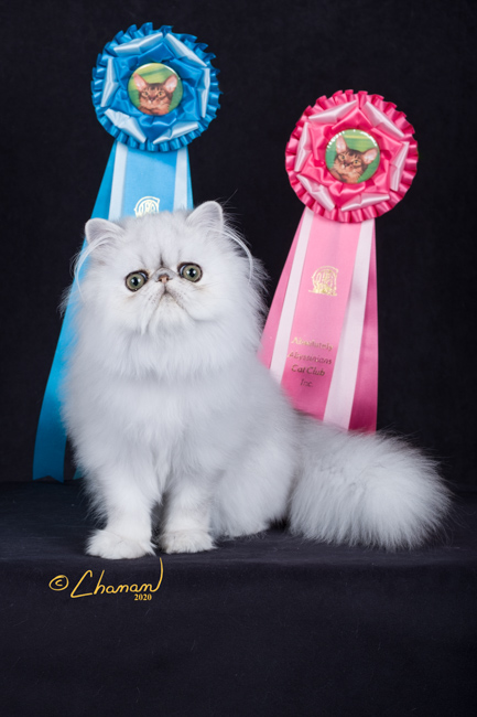 CFA cat show