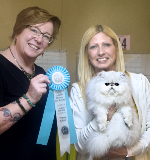 CFA cat show with judge